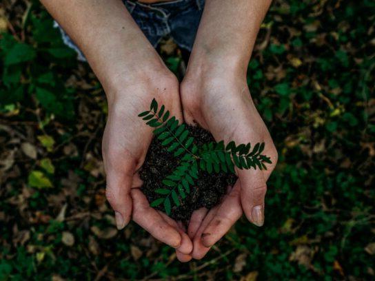 photo of hands holding small plant